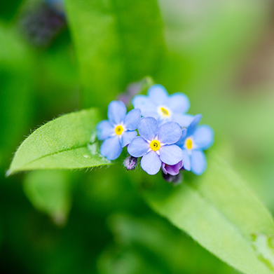 Forget-Me-Not